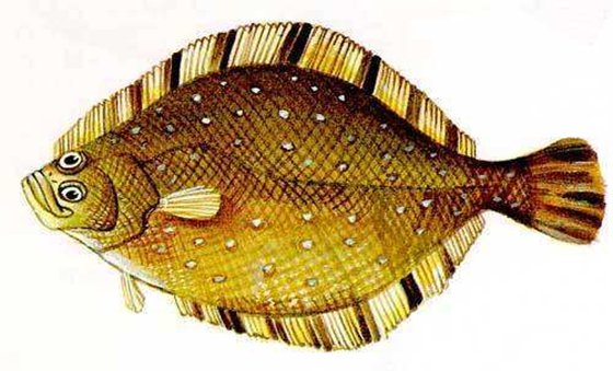 為什么比目魚的眼睛長在同一側(cè)