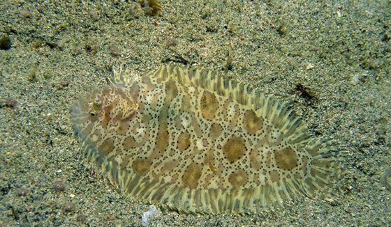 為什么比目魚(yú)會(huì)變色,比目魚(yú)變色原理