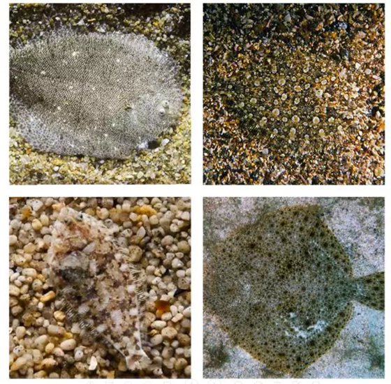 為什么比目魚(yú)會(huì)變色,比目魚(yú)變色原理