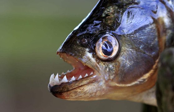 為什么食人魚能吃人,食人鯧真的吃人嗎