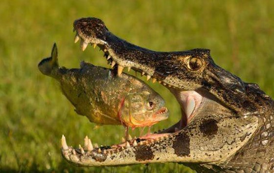 為什么食人魚能吃人,食人鯧真的吃人嗎