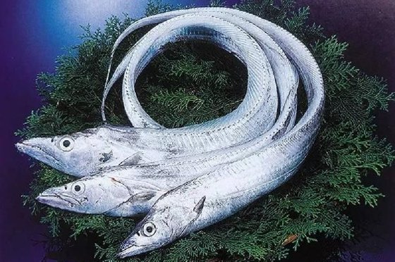 帶魚有什么特點(diǎn)