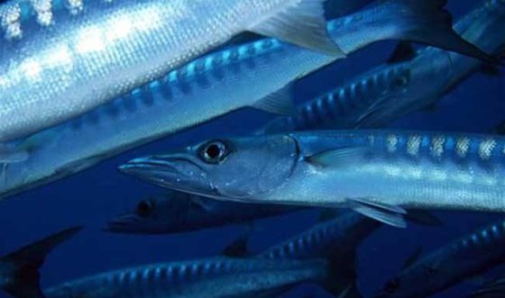 帶魚有什么特點(diǎn)