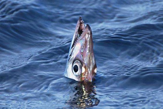 帶魚有什么特點(diǎn)