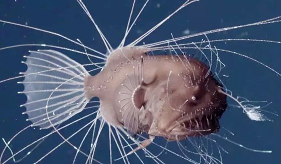 燈籠魚為什么能發(fā)光