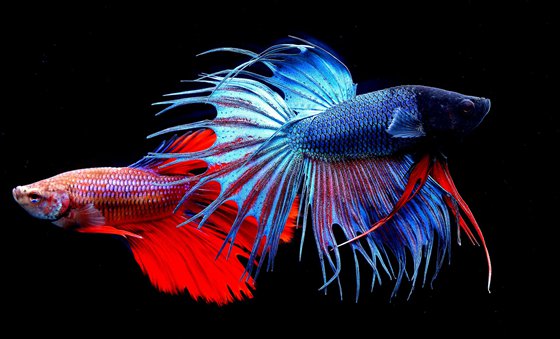 斗魚(yú)為什么愛(ài)打架