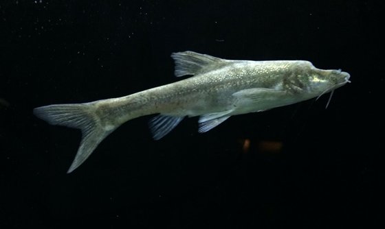 為什么盲魚沒有眼睛