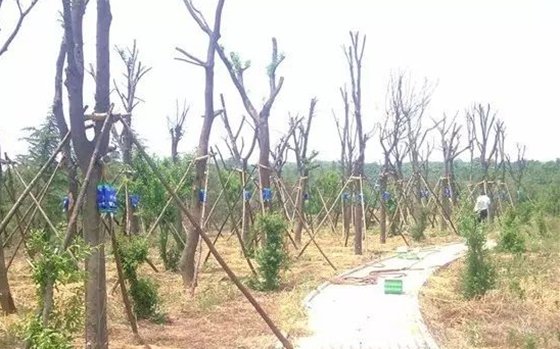 移栽時(shí)為什么要給樹(shù)木截枝？