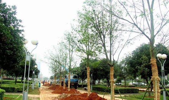 移栽時(shí)為什么要給樹(shù)木截枝？