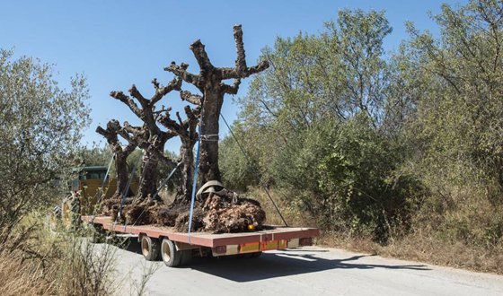 移栽時(shí)為什么要給樹(shù)木截枝？