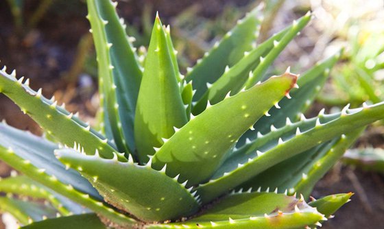 為什么植物能凈化空氣