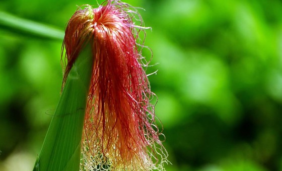 玉米須有什么作用？,玉米須有哪些功效？