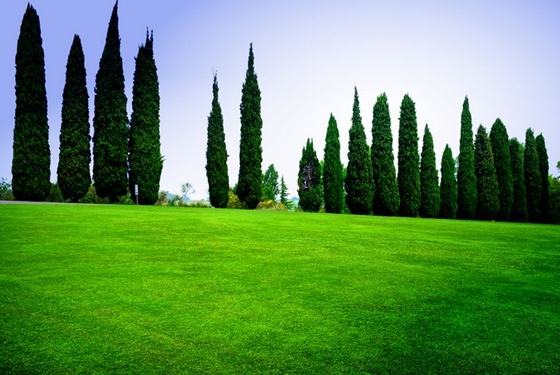 柏樹(shù)是什么樹(shù),柏樹(shù)有哪些特點(diǎn)