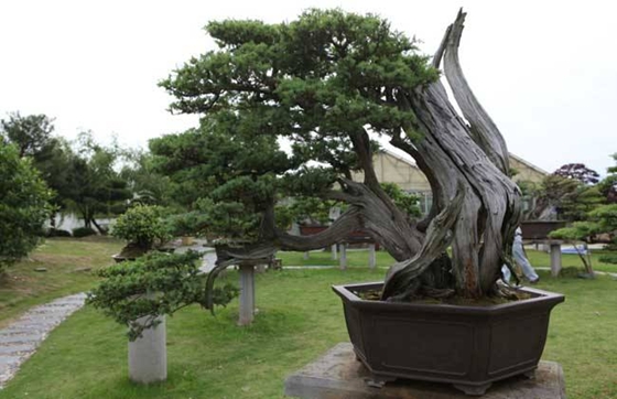 柏樹(shù)是什么樹(shù),柏樹(shù)有哪些特點(diǎn)