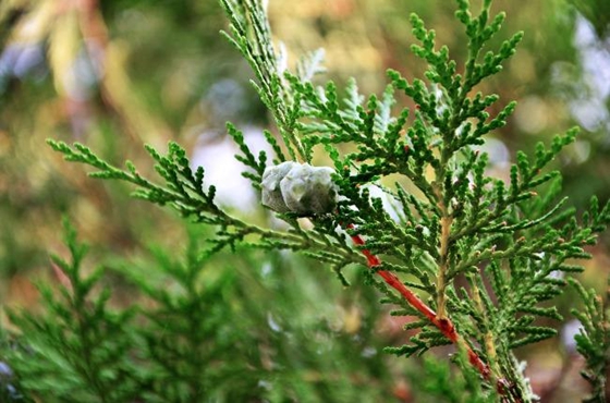 柏樹(shù)是什么樹(shù),柏樹(shù)有哪些特點(diǎn)