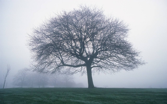 喬木與灌木的區(qū)別,什么是喬木,什么是灌木