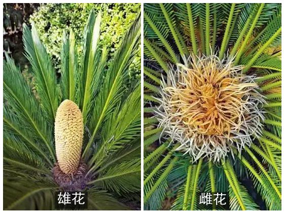 為什么說(shuō)鐵樹(shù)不容易開(kāi)花,鐵樹(shù)開(kāi)花是什么意思