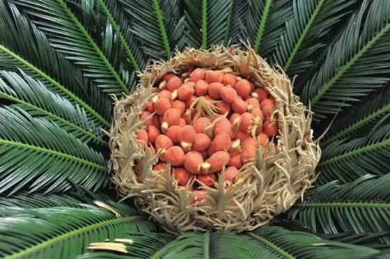 為什么說(shuō)鐵樹(shù)不容易開(kāi)花,鐵樹(shù)開(kāi)花是什么意思