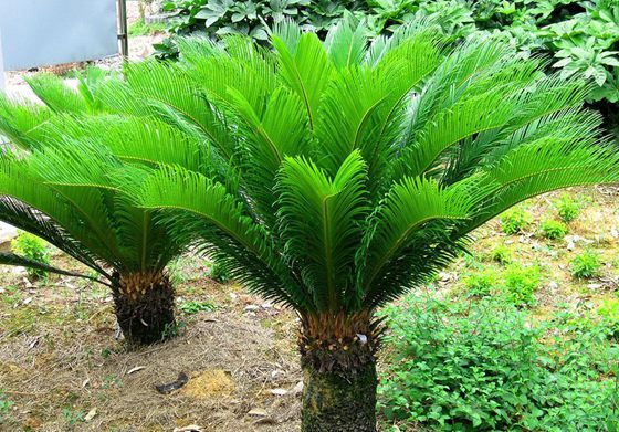 為什么說(shuō)鐵樹(shù)不容易開(kāi)花,鐵樹(shù)開(kāi)花是什么意思