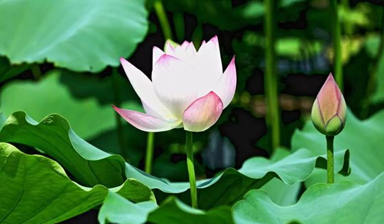 為什么荷花能生活在水中？