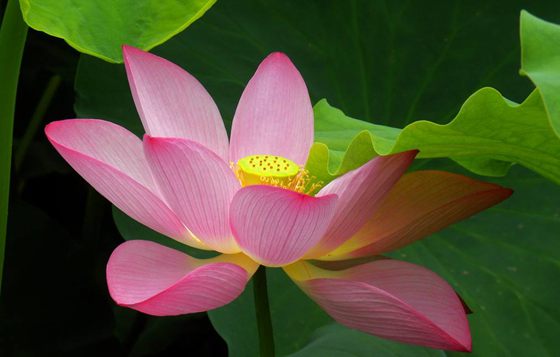 為什么荷花能生活在水中？