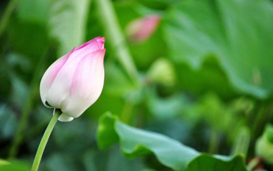 為什么荷花能生活在水中？