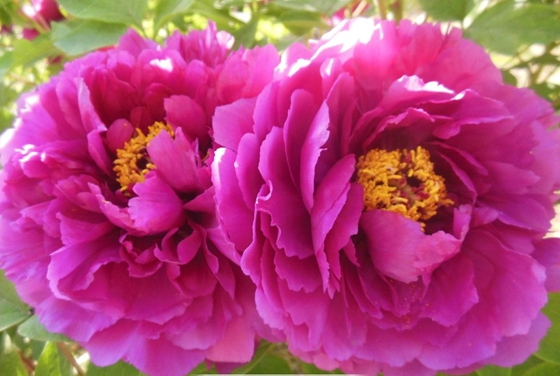 為什么牡丹被稱(chēng)為花中之王？