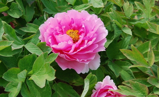 為什么牡丹被稱(chēng)為花中之王？