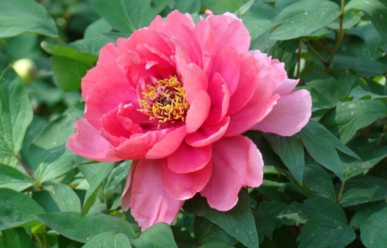 為什么牡丹被稱(chēng)為花中之王？