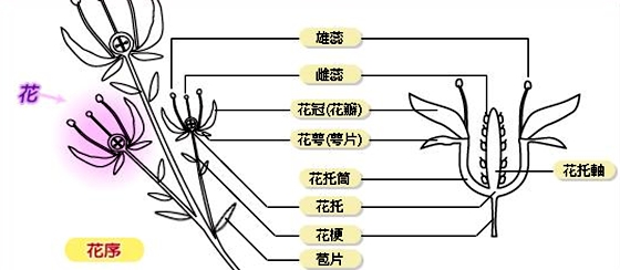 植物有性別嗎,怎么區(qū)分植物的雌雄