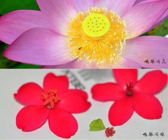 植物有性別嗎,怎么區(qū)分植物的雌雄