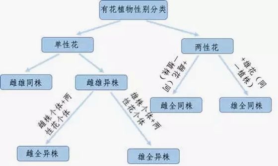植物有性別嗎,怎么區(qū)分植物的雌雄