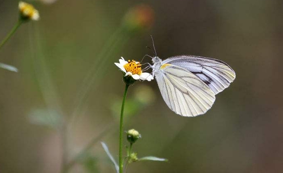 為什么有些鳥(niǎo)不會(huì)飛