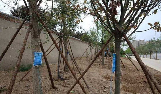 植物生病了怎么辦,如何給植物做手術(shù)