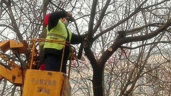 植物生病了怎么辦,如何給植物做手術(shù)