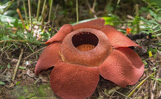 為什么會有吃肉的植物,植物可以吃動物嗎