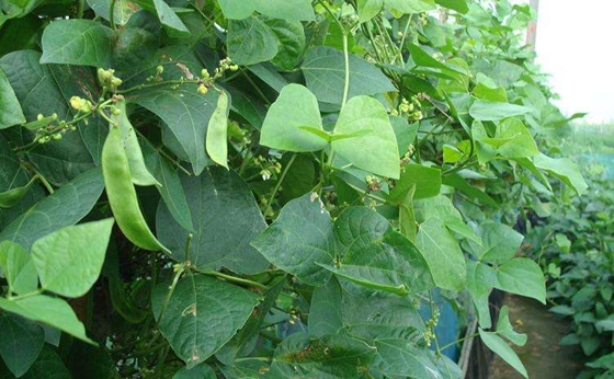 植物會說話嗎,植物也有自己的語言