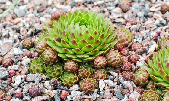 為什么有的植物會(huì)翻身