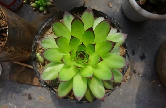 為什么有的植物會(huì)翻身