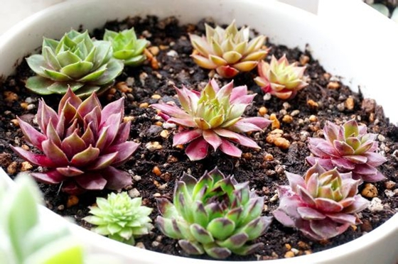 為什么有的植物會(huì)翻身