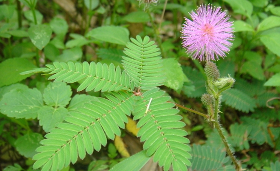 植物為什么能預(yù)測地震
