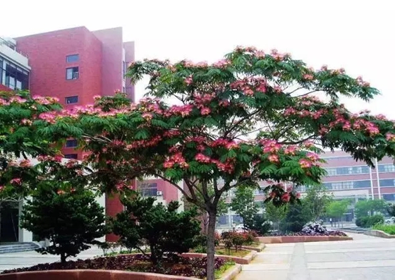 植物為什么能預(yù)測地震