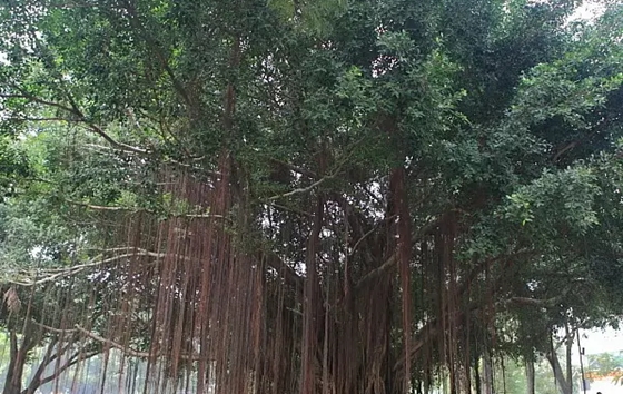 植物為什么能預(yù)測地震