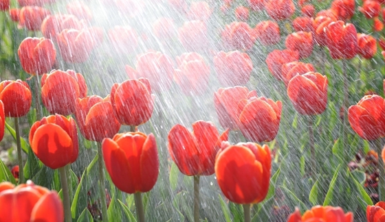 為什么夏天中午不能澆花,如何澆花才科學