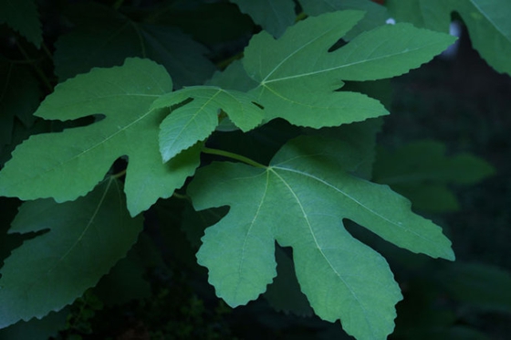 為什么有的樹葉像手掌