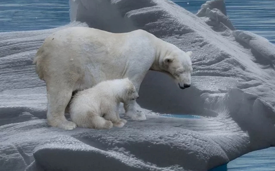 南極和北極有植物嗎？