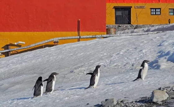 南極和北極有植物嗎？