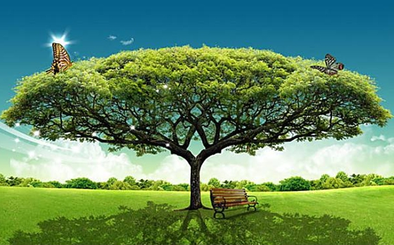 為什么大樹(shù)底下比較涼快,大樹(shù)下面好乘涼的原因