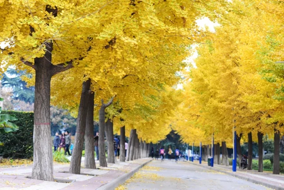 銀杏樹(shù)為什么那么珍貴,為什么說(shuō)銀杏樹(shù)是活化石