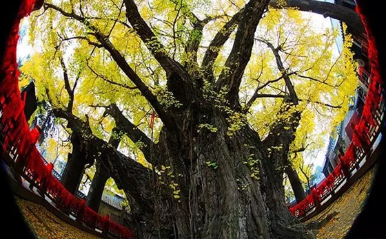 銀杏樹(shù)為什么那么珍貴,為什么說(shuō)銀杏樹(shù)是活化石